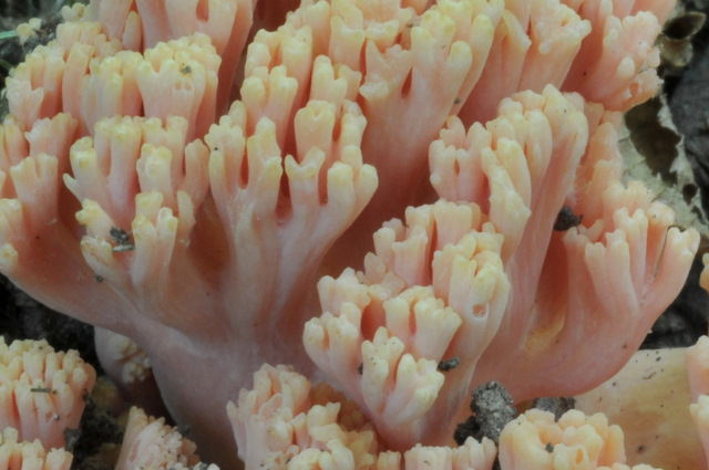 Altino con gli amici delle Marche